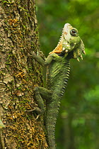 Boyd's Forest Dragon (Gonocephalus / Hypsilurus boydii) on tree trunk, Curtain Fig National park, Atherton Tablelands, Queensland, Australia, December