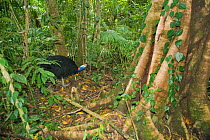 Southern / Double-wattled cassowary (Casuarius casuarius) wild, adult male in rainforest, Atherton Tablelands, Queensland, Australia, November