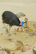Southern / Double-wattled cassowary (Casuarius casuarius) wild, adult male on beach, drinking from stream, Queensland, Australia, December