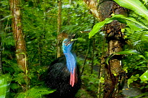 Southern / Double-wattled cassowary (Casuarius casuarius) wild, adult male feeding on fruit from rainforest, Atherton Tablelands, Queensland, Australia, November