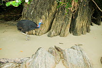 Southern / Double-wattled cassowary (Casuarius casuarius) wild, adult male on beach at night, Atherton Tablelands, Queensland, Australia, December