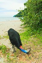 Southern / Double-wattled cassowary (Casuarius casuarius) wild, adult male feeding on beach, Moresby Range National Park, Queensland, Australia, December