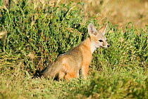 San Joaquin Kit Fox (Vulpes macrotis mutica) Carrizo Plain, California, USA, Endangered