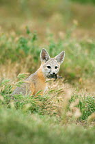 San Joaquin Kit Fox (Vulpes macrotis mutica) young with Kangaroo rat prey, Carrizo Plain, California, USA, Endangered