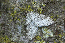 Early tooth-striped moth (Trichopteryx carpinata) camouflaged on lichen covered rock, Argory Moss, Derrycaw, County Armagh, Northern Ireland, April