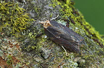 Moth (Acleris hastiana) on tree trunk,  Argory Moss, Derrycaw, County Armagh, Northern Ireland, UK, April