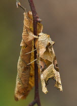 Angle shades moth (Phlogophora meticulosa) camouflaged as leaf on twig, Peatlands Park, County Armagh, Northern Ireland, UK, June