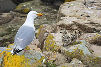 Common gull (Larus canus) with chicks on rocks, Great Saltee Island, County Wexford, Republic of Ireland, June