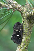 Moth (Cosmotriche lobulina) resting on tree, Radosovice, Czech Republic, April