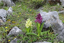 Elder-flowered orchid (Dactylorhiza sambucina) with yellow and purple flowers, Apennine Mountains, Italy, May