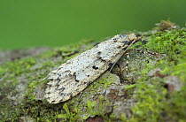 Moth (Diurnea fagella) Argory Moss, Derrycaw, County Armagh, Northern Ireland, UK, April