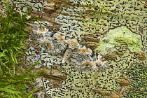 Foxglove pug moth (Eupithecia pulchellata) camouflaged on lichen covered trunk, Peatlands Park, County Armagh, Northern Ireland, UK, June