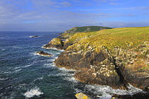 Coastal landscape with rocky headland, Great Saltee Island, County Wexford, Republic of Ireland, June 2011