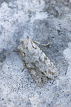 Grey shoulder knot moth (Lithophane ornitopus) camouflaged on rock, Argory Moss, Derrycaw, County Armagh, Northern Ireland, UK, April