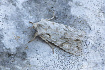 Grey shoulder knot moth (Lithophane ornitopus) camouflaged on rock, Argory Moss, Derrycaw, County Armagh, Northern Ireland, UK, April
