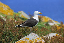 Lesser black-backed gull (Larus fuscus) perched on rock, Saltee Island, County Wexford, Republic of Ireland, June
