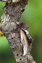 Lesser swallow prominent moth (Pheosia gnoma) camouflaged on tree, Argory Moss, Derrycaw, County Armagh, Northern Ireland, UK, April