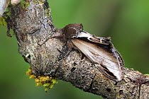 Lesser swallow prominent moth (Pheosia gnoma) camouflaged on tree, Argory Moss, Derrycaw, County Armagh, Northern Ireland, UK, April