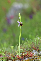 Late spider orchid (Ophrys fuciflora) in flower,  Apennine Mountains, Italy, May