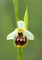 Orchid flower (Ophrys gracilis) Cilento National Park, Apennine Mountains, Italy, May