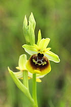 Hybrd orchid flower (Ophrys lacaitae x Ophrys gracilis) Apennine Mountains, Italy, May