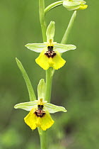 Orchid (Ophrys lacaitae) Apennine Mountains, Italy, May