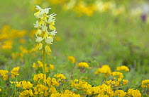 Orchid (Orchis pauciflora) flowering in meadow,   Apennine Mountains, Italy, May