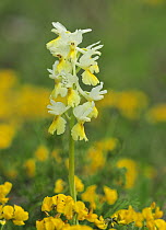 Orchid (Orchis pauciflora) flowering in meadow,   Apennine Mountains, Italy, May
