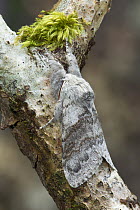 Pale tussock moth ((Calliteara pudibunda) camouflaged on branch, Peatlands Park, County Armagh, Northern Ireland, UK, June