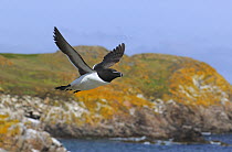 Razorbill (Alca torda) in flight, Great Saltee Island, County Wexford, Republic of Ireland, June