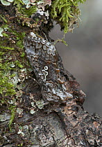 Scarce silver y moth (Syngrapha interrogationis) camouflaged on branch, Peatlands Park, County Armagh, Northern Ireland, UK, June