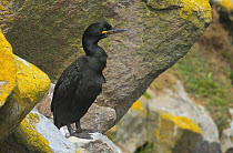 Shag (Phalacrocorax aristotelis) perched on rocky coast, Great Saltee Island, County Wexford, Republic of Ireland, June