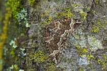 Water carpet moth (Lampropteryx suffumata) Argory Moss, Derrycaw, County Armagh, Northern Ireland, UK, April