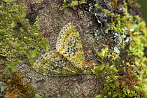 Yellow-barred brindle moth (Acasis viretata) Argory Moss, Derrycaw, County Armagh, Northern Ireland, UK, April