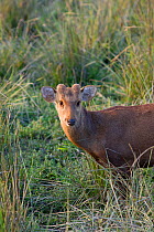 Hog deer (Axis porcinus) Kaziranga National Park, India