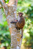 Rhesus macaque (Macaca mulatta) in tree, Kaziranga National Park, Assam, India