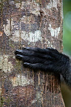 Thomas's leaf monkey / langur (Presbytis thomasi) close up of hand on tree, North Sumatra, Indonesia