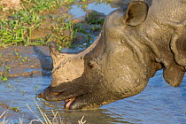 Indian rhinoceros (Rhinoceros unicornis) male drinking from muddy pool, Kaziranga National Park, Assam, India