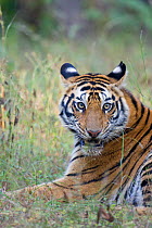 Bengal tiger (Panthera tigris tigris) resting, Bandhavgarh National Park, Madhya Pradesh, India