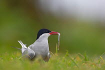 Arctic tern (Sterna paradisaea) adult with some sand eel food for its growing chick, July, Farne Islands, UK. July