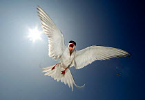 Arctic tern (Sterna paradisaea) adult hovering directly in front of the sun, defending nest from perceived threat, Farne Islands, UK.~June