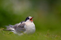 Arctic tern (Sterna paradisaea) chick calls impatiently for food from its absent parents, July, Farne Islands, UK. July