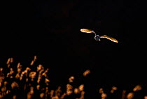 Barn owl (Tyto alba) adult in flight in evening light,  Norfolk, UK