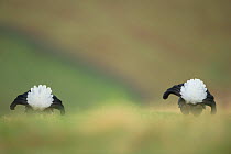 Black grouse (Tetrao tetrix) rear view of two adult males displaying on a remote moorland at dawn, Scotland, UK April