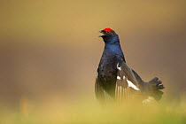 Black grouse (Tetrao tetrix) adult male displaying on an open moorland at dawn, Scotland, UK April