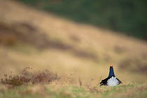 Black grouse (Tetrao tetrix) rear view of adult male displaying on an open moorland at dawn, Scotland, UK April