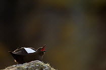 Black guillemot (Cepphus grylle) adult vocalising, July, Shetland Islands, Scotland, UK. July