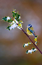 Blue tit (Parus caerulus) adult perched on snow covered holly, Mid Wales, UK, February.