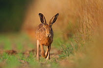 European / Brown hare (Lepus europaeus) running along field margin, Derbyshire, UK, June.
