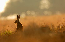European / Brown hare (Lepus europaeus) alert adult backlit by morning light, Derbyshire, UK, June.
